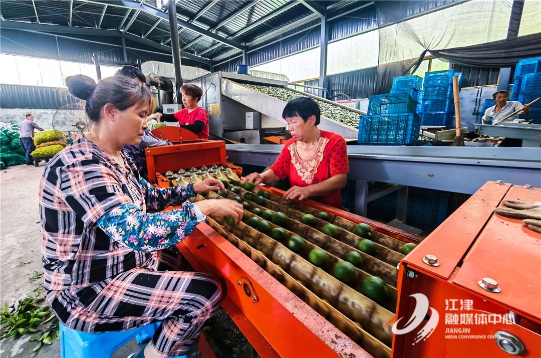 蹲点一线看行效｜以查促改 “江津枳壳”的“入网行动”