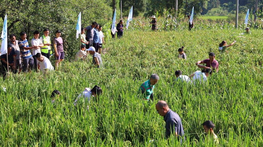 四屏镇第四届“清凉季”稻田摸鱼活动火热举行