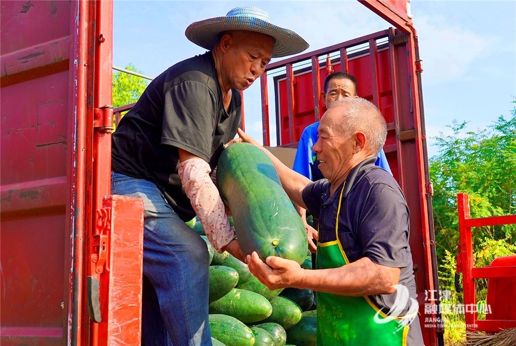  贾嗣镇：“黑优”冬瓜喜获丰收 订单农业铺就增收路