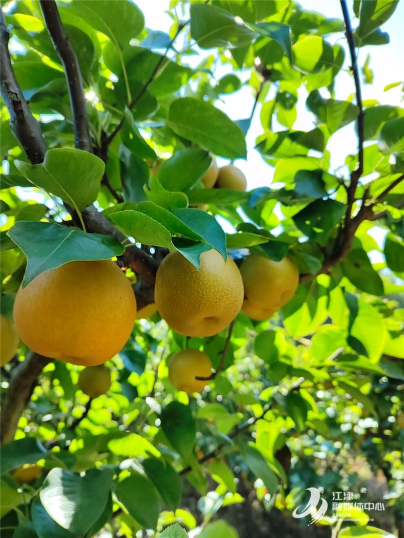 白沙50年老梨园丰收正当时 富硒佳果邀您共品田园清甜