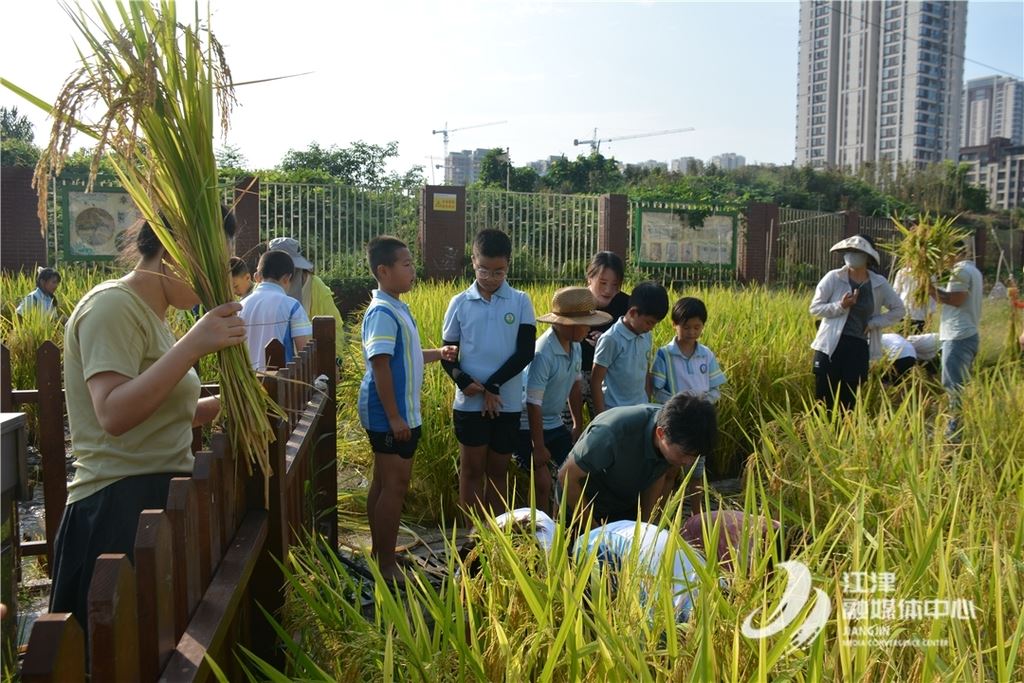 双福第二小学校：体验秋收喜悦 领悟劳动艰辛