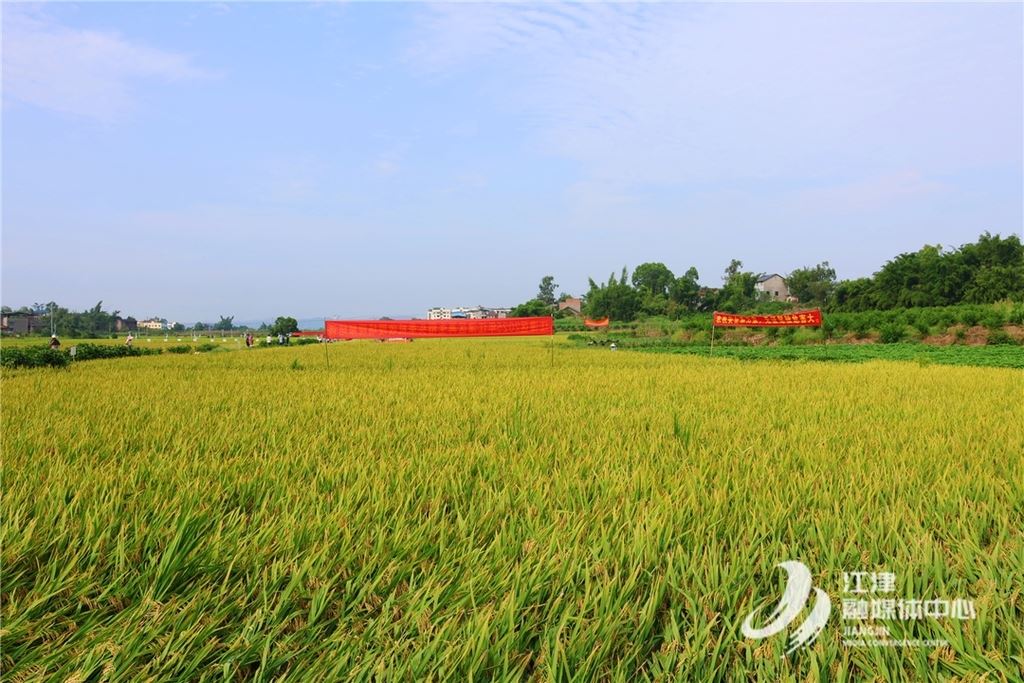 亩产超697公斤！江津区水稻机收培训暨新优品种观摩会亮点纷呈