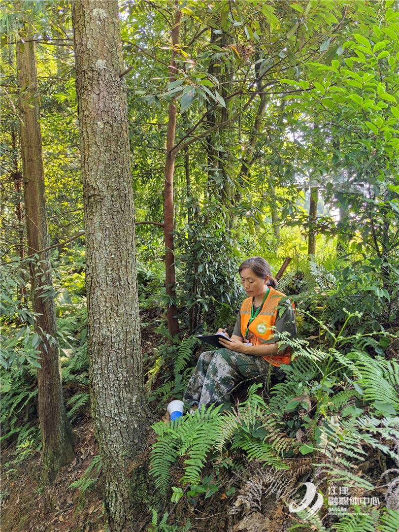 烈日下的守护：四面山女护林员盛夏巡山记