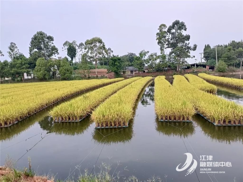 蹲点一线看行效| 蔡家镇：作风“实起来” 发展“跑起来”