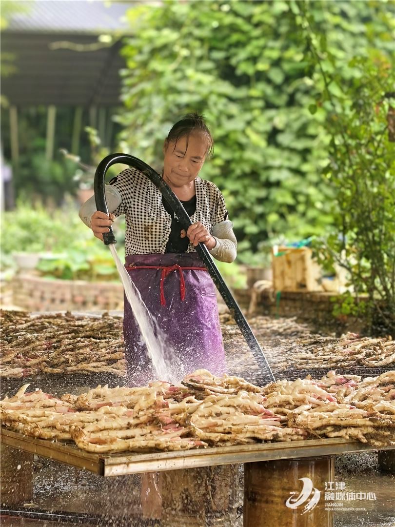 挖姜喽！江津德感1万吨“洞子姜”新鲜上市