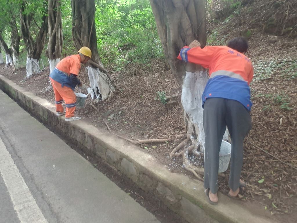 油溪镇为行道树“披白装”，筑牢绿色“防护盾” 