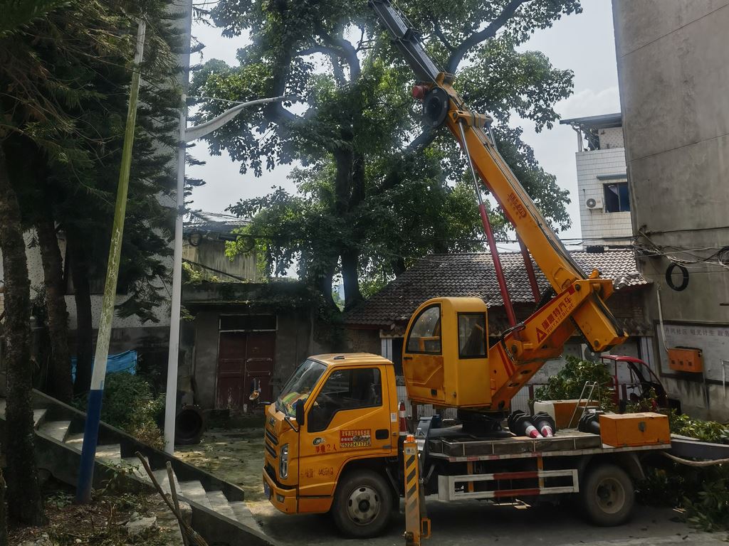 油溪镇开展古树名木排危，守护绿色文化遗产