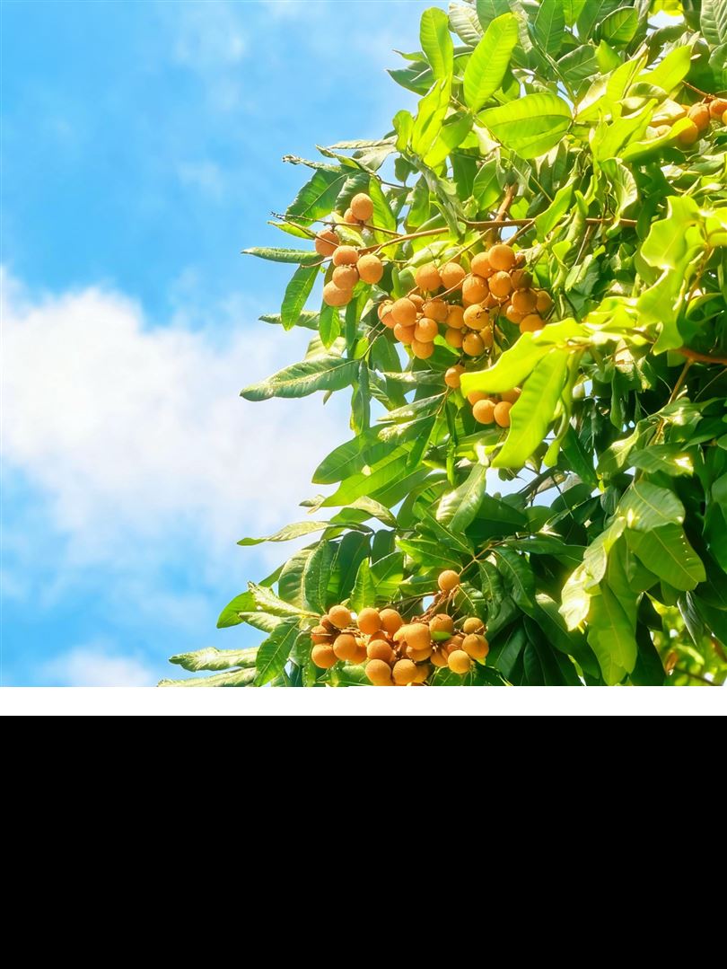 可采摘到10月8日！错过这几天又要等一年