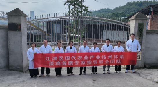 市级蛋鸡专家来津开展专题调研 精准指导蛋鸡产业高质量发展