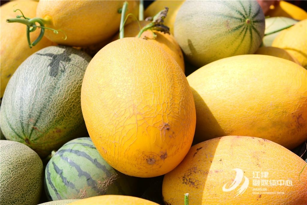 油溪镇竟种出哈密瓜，家门口实现“吃瓜自由”