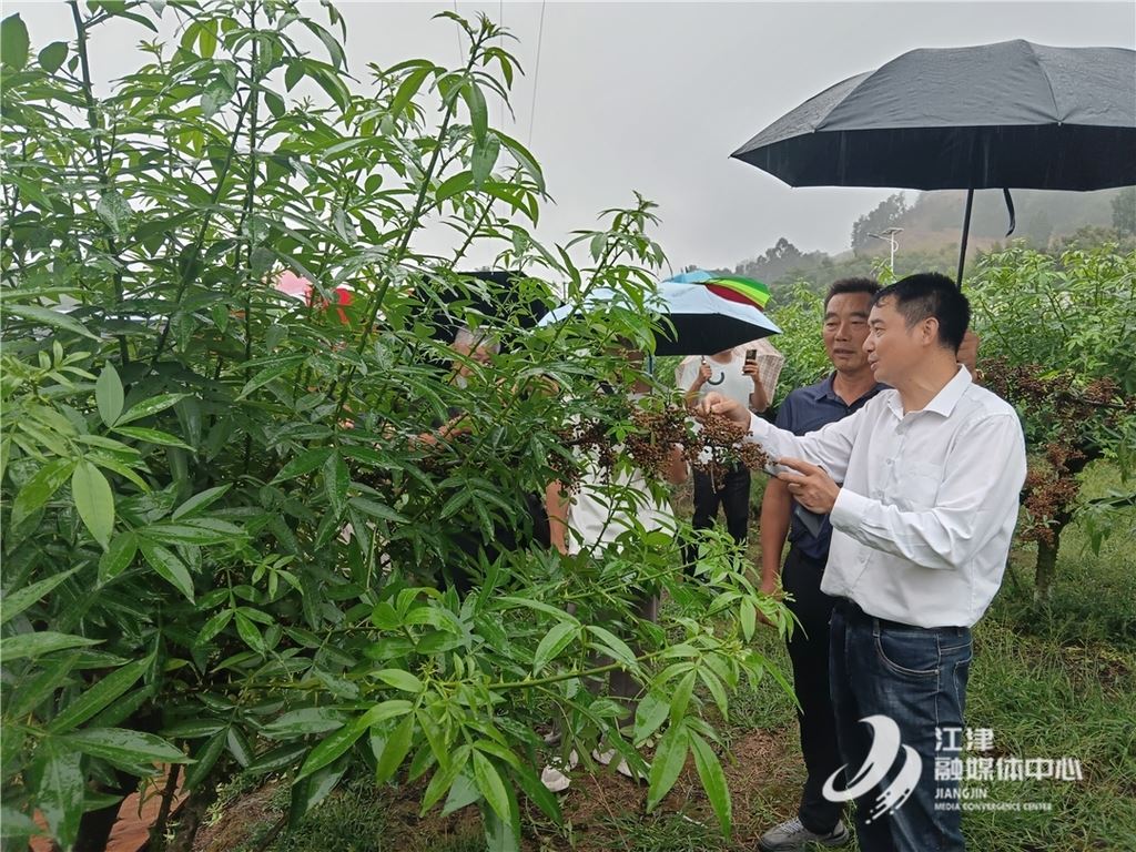 江津花椒创新采收技术获突破 麻度提升四倍助力产业增效