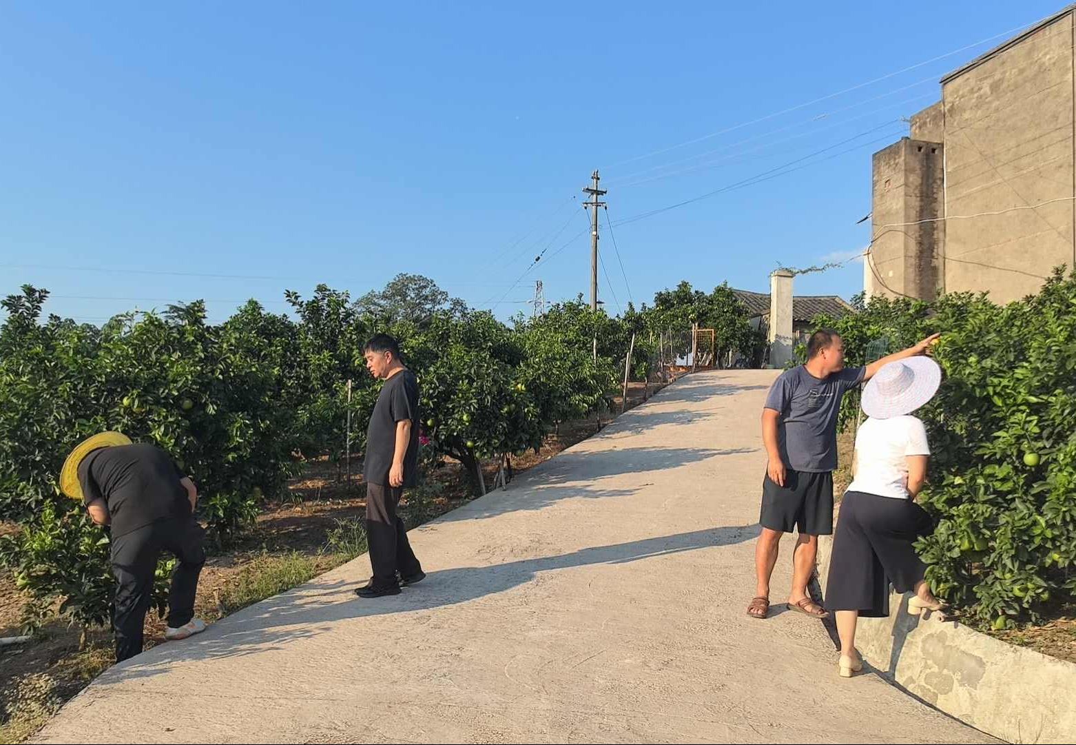 油溪镇开展柑橘木虱防控检查 筑牢柑橘产业安全防线