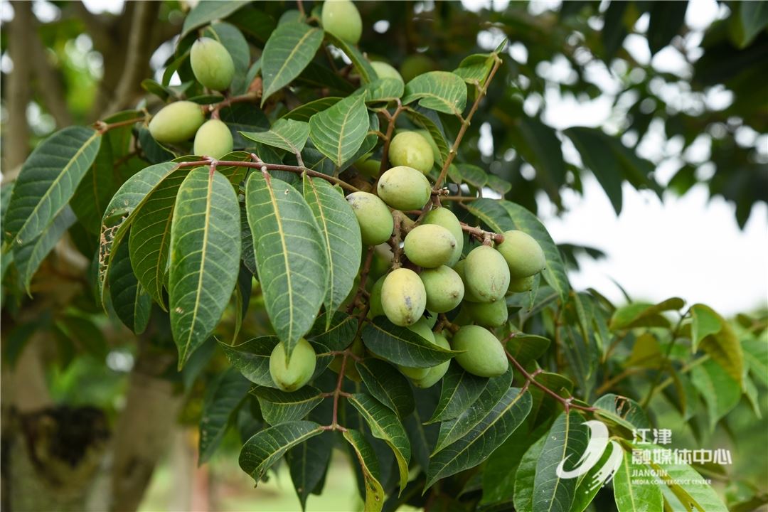 石蟆橄榄迎丰收 万吨硕果映红乡村振兴路