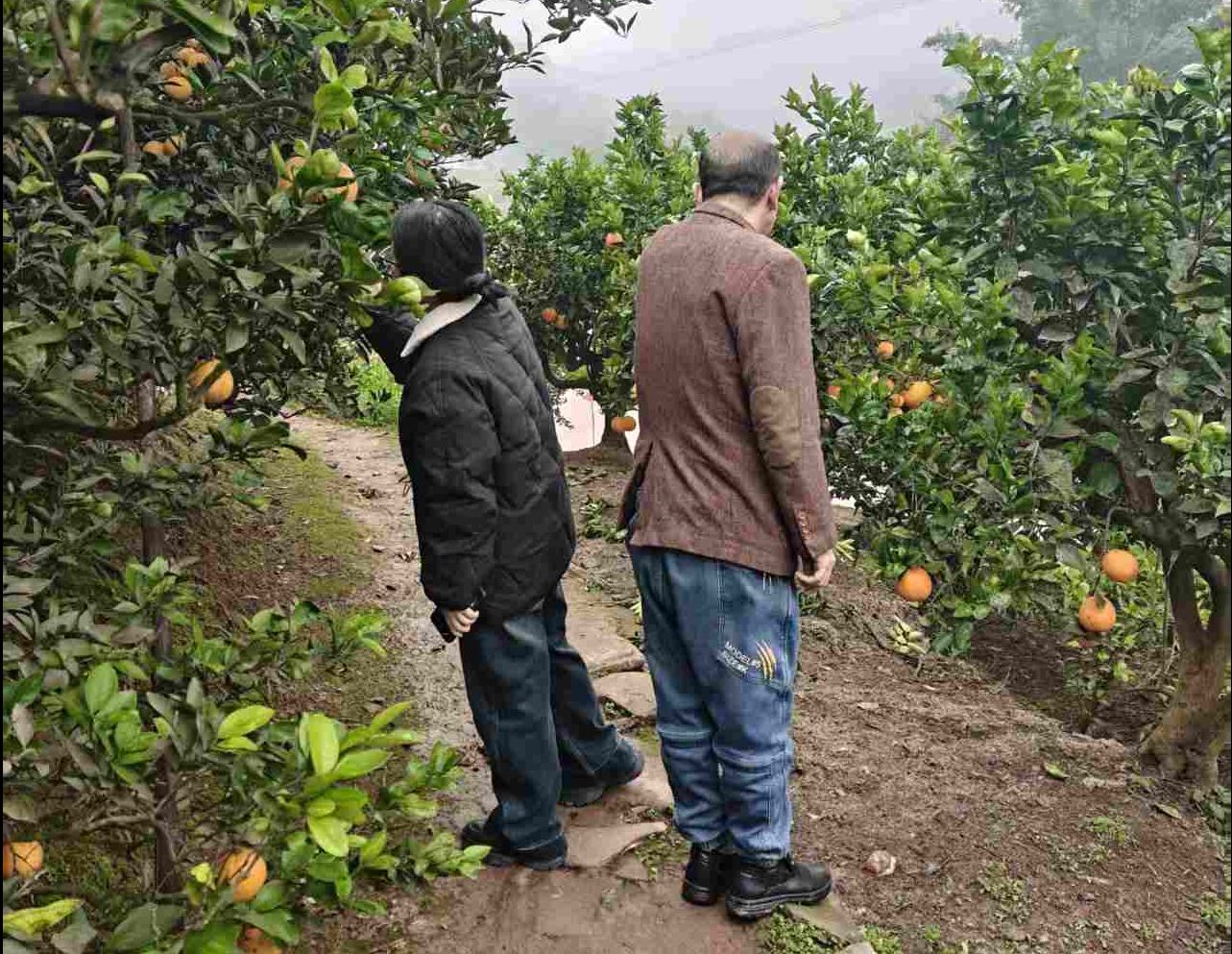 油溪镇：防控清园并举 护航柑橘产业安全