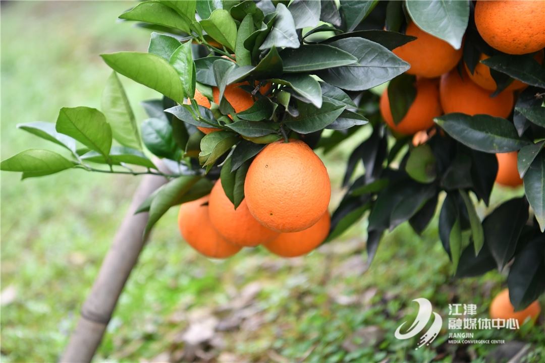 油溪镇万亩柑橘迎丰收 “柑桔之乡”采摘正当时
