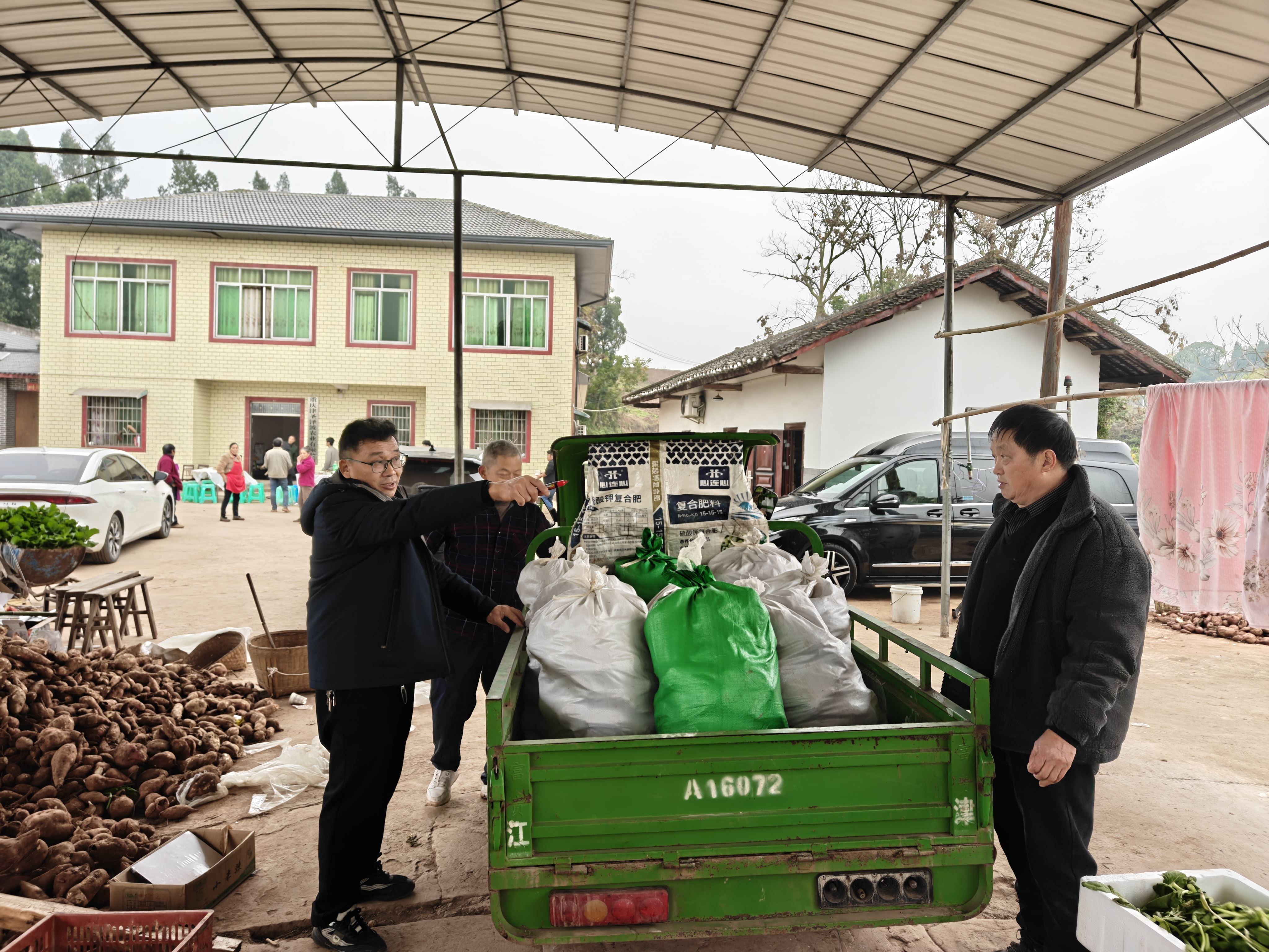 油溪镇：推广高淀粉甘薯新品种 助力甘薯产业提质增效
