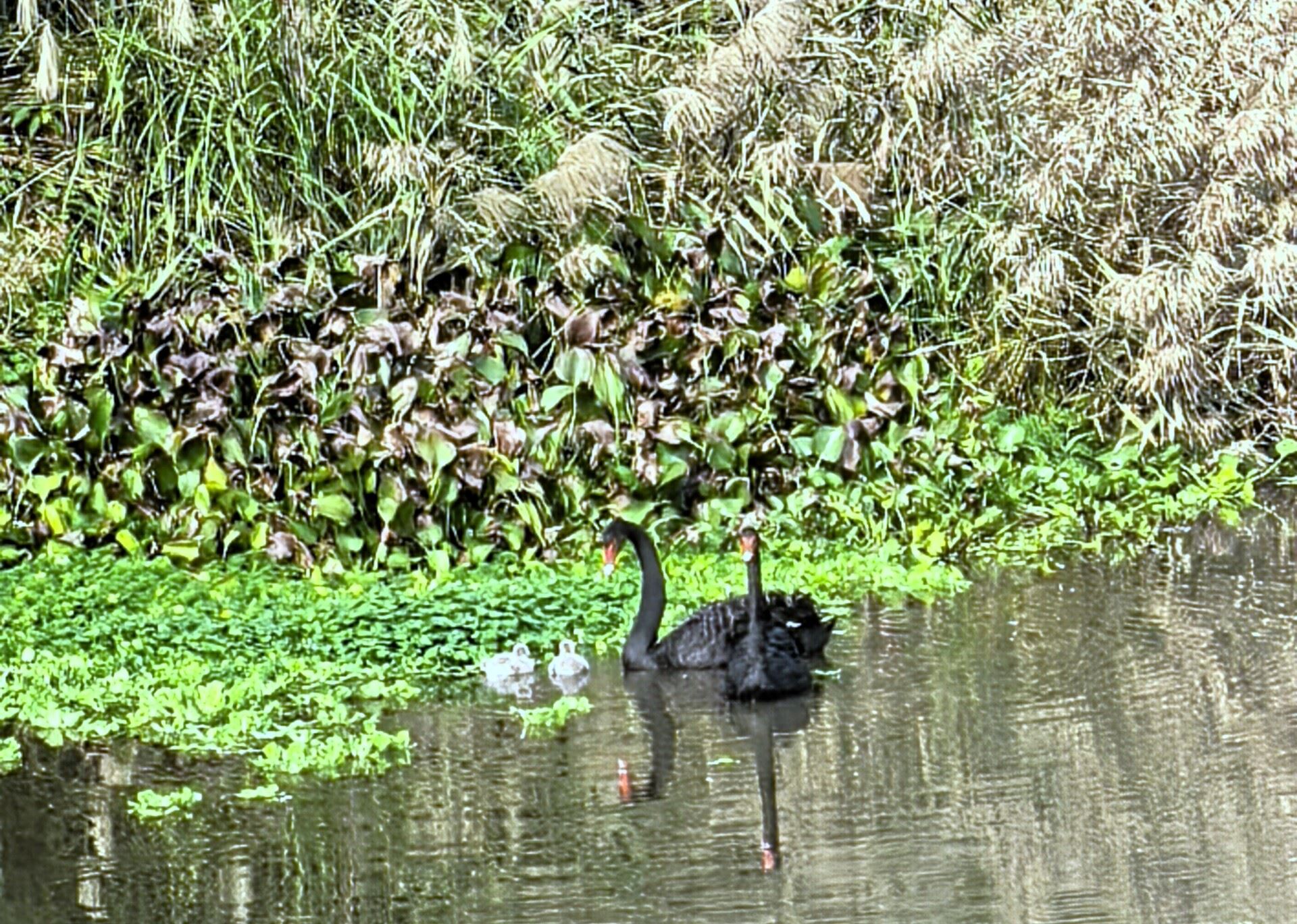 浒溪公园黑天鹅自然繁衍，绘就城市生态和谐画卷