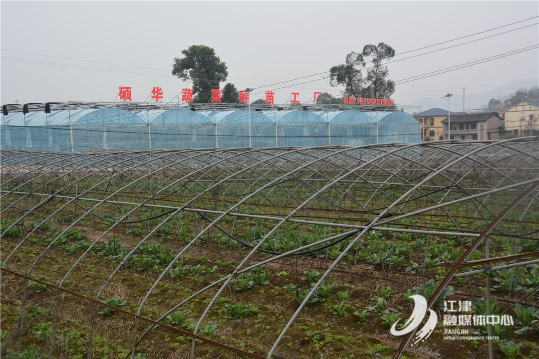 江津区现代化育苗工厂引领蔬菜产业升级 夯实全市“菜篮子”保供基地