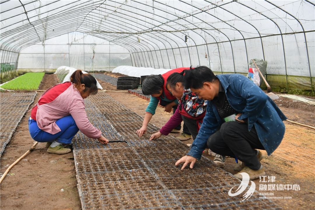 扎根油溪种“早鲜” 头雁领航富乡邻 
