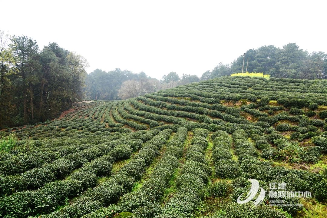 江津4.68万亩富硒春茶开采 快来订购春天第一口鲜