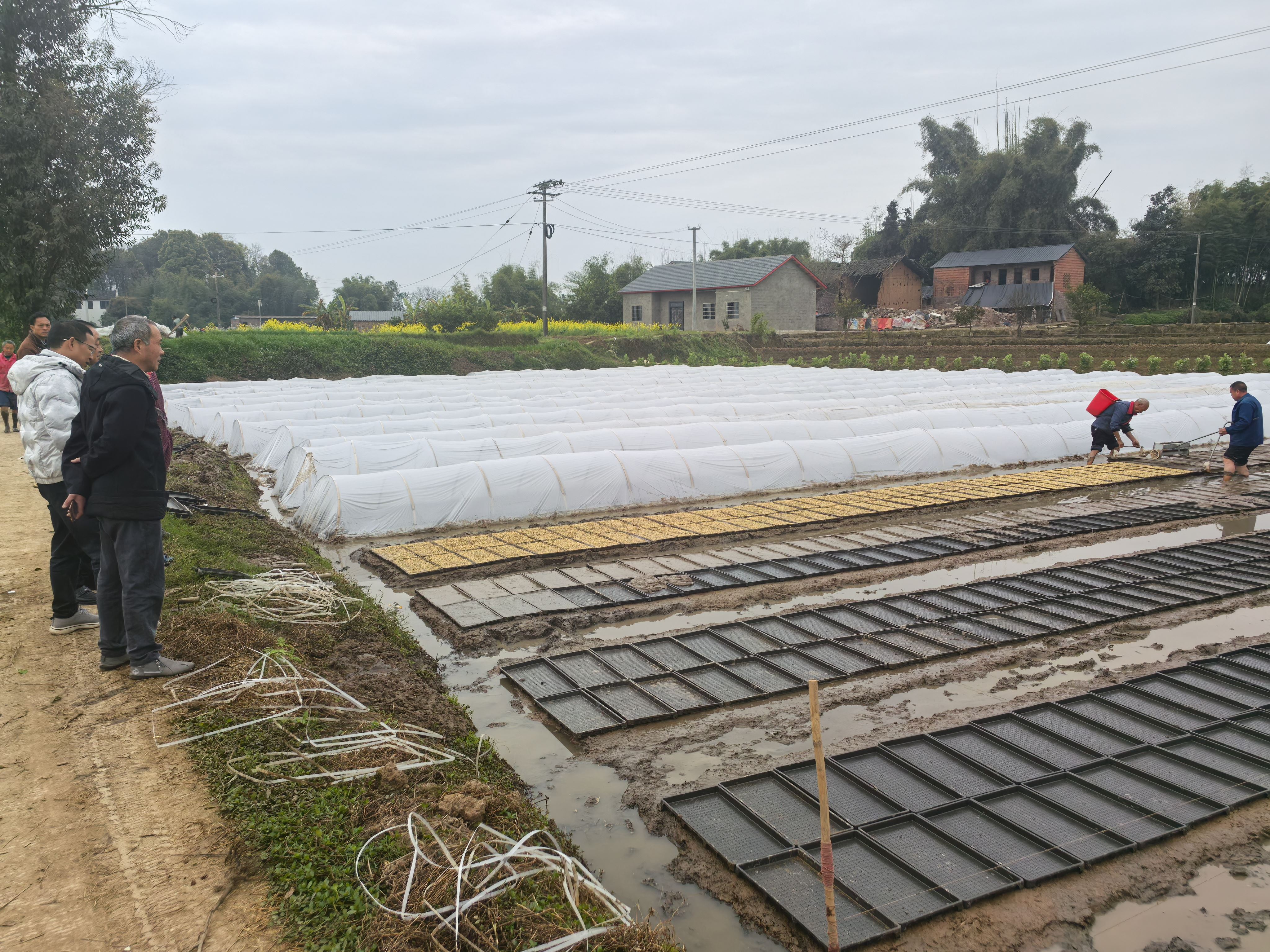 不负春光育好秧 石蟆镇吹响春耕生产“冲锋号”