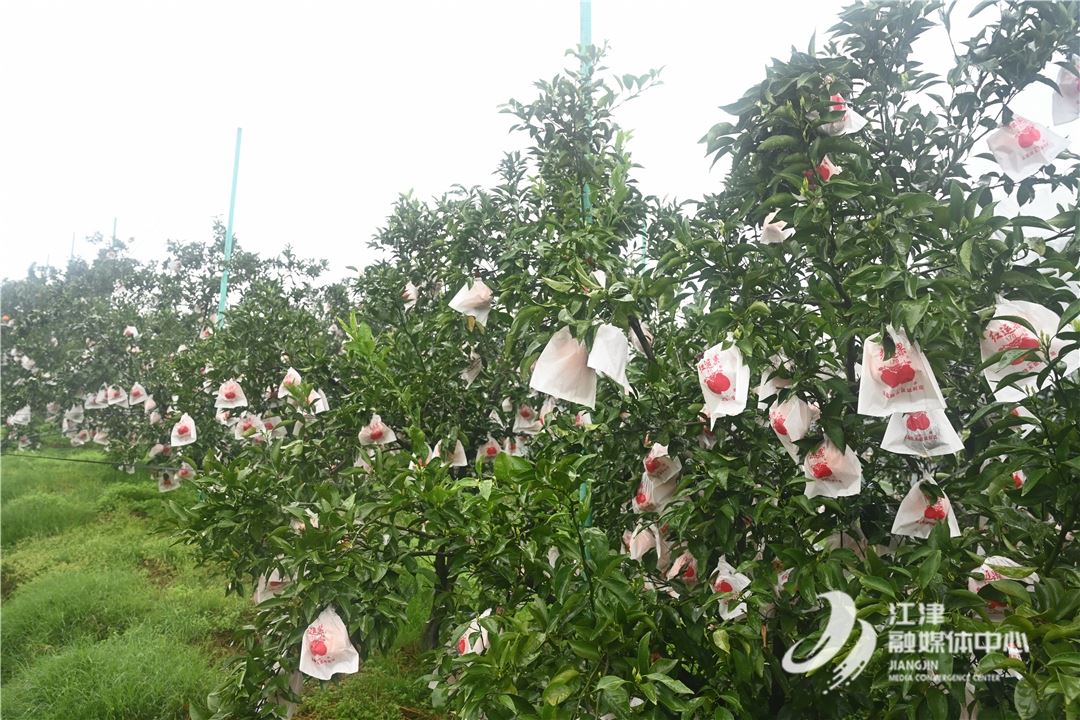 永兴镇20多万斤柑橘成熟 邀广大市民果商前来采购