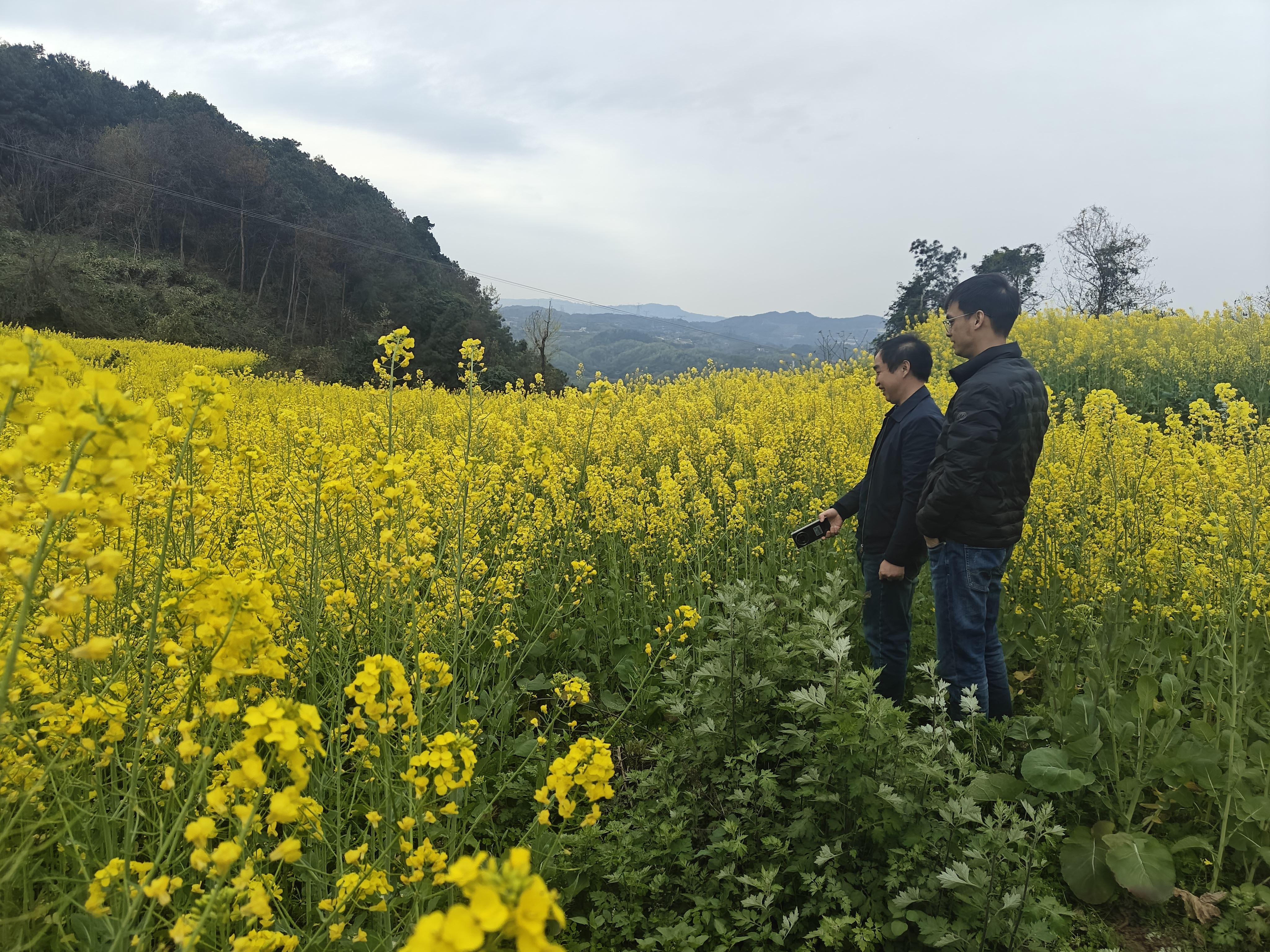 贾嗣镇:加强花期管护 夯实丰收基础