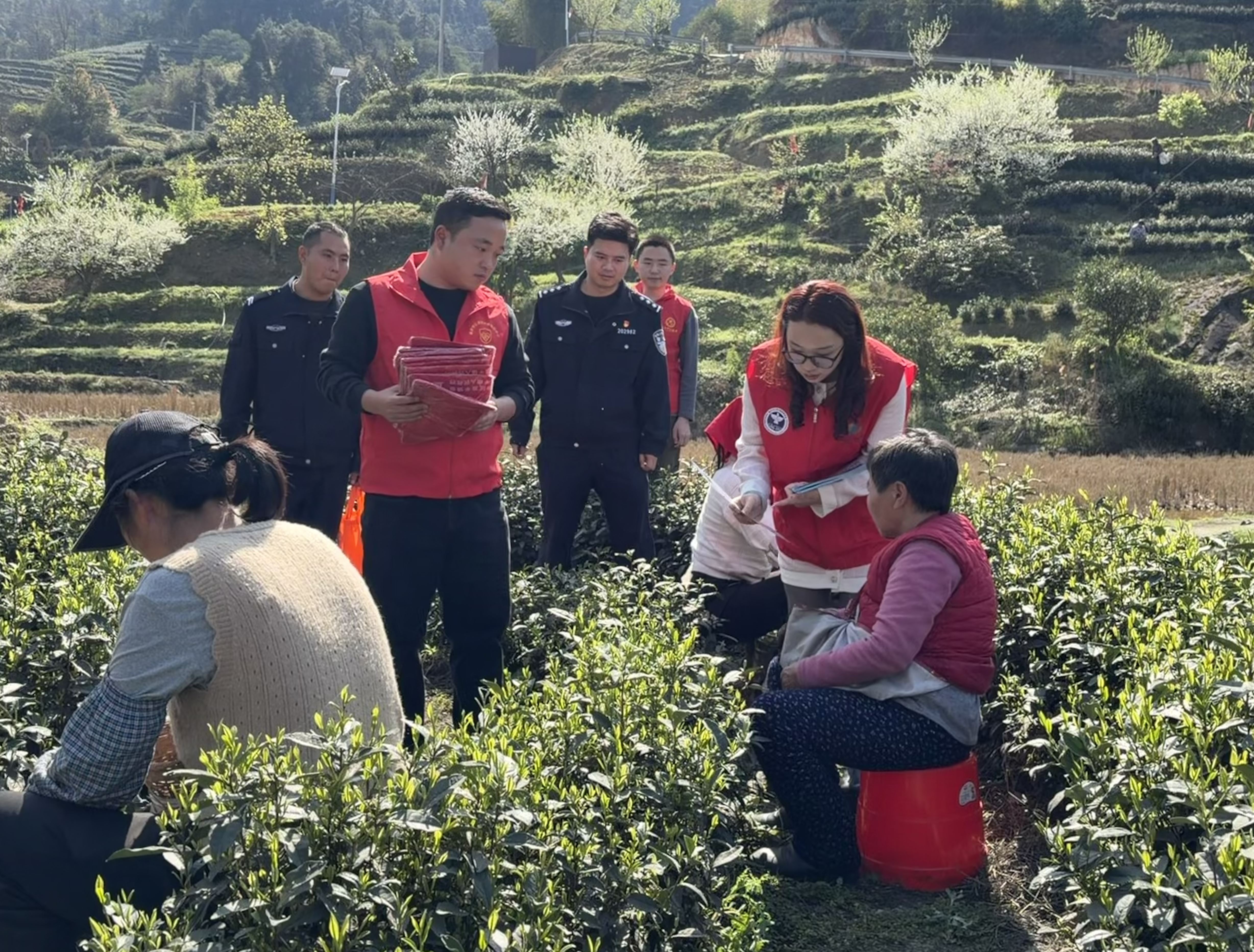 嘉平镇：禁种铲毒进茶山 源头防毒守净土