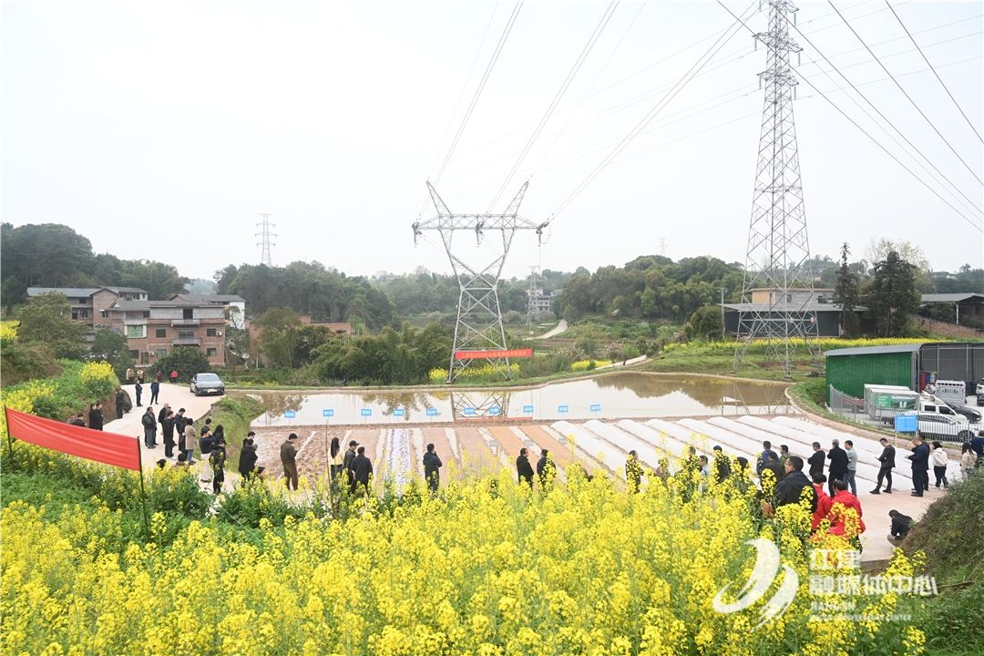 育秧周期缩短一半！江津区水稻智能化育秧现场会为春耕“加速”