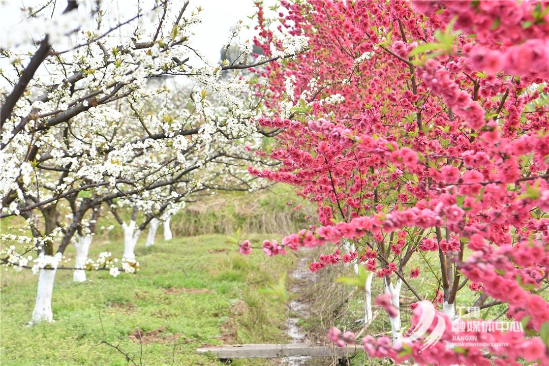 油溪吴市桃李花开 免费赴一场春日浪漫
