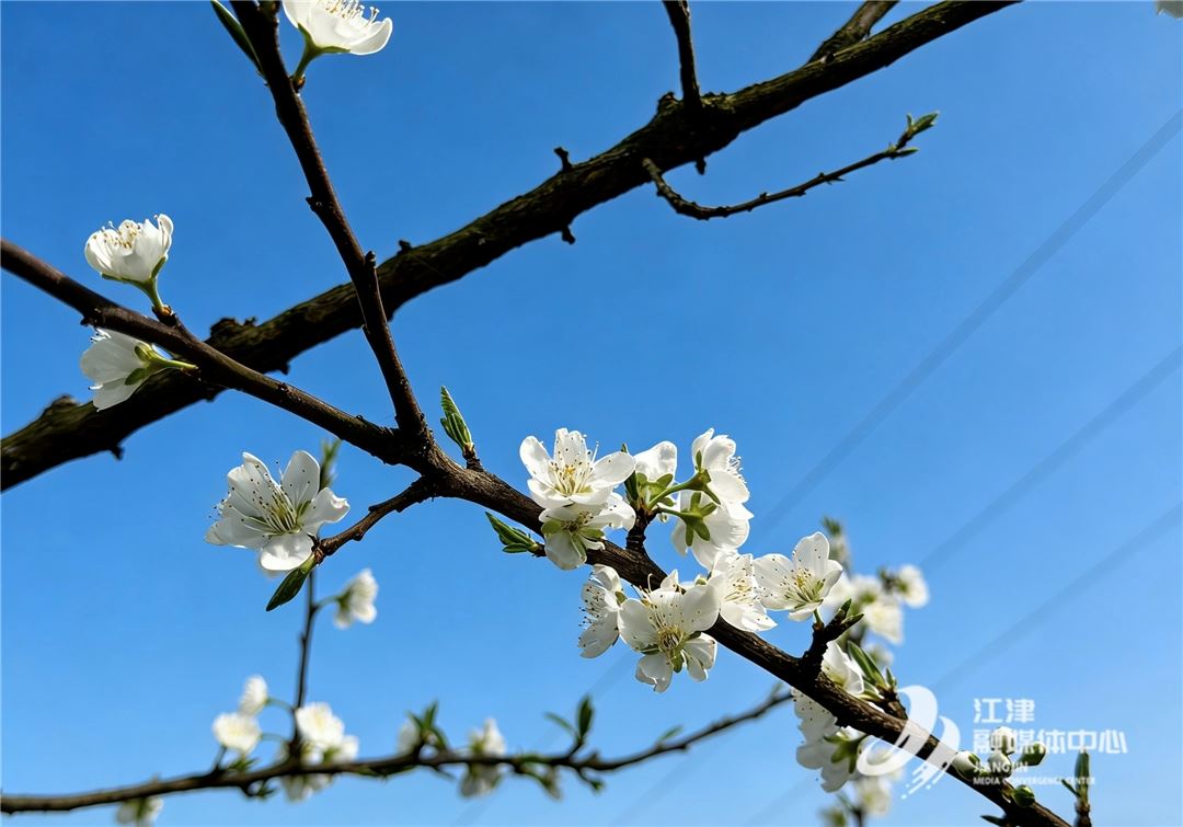 300亩蜂糖李花开了，但果农希望你别只来看花