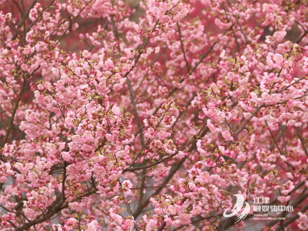 赏花+老字号美食+渝超观赛+夜市逛吃，一日攻略全收藏！