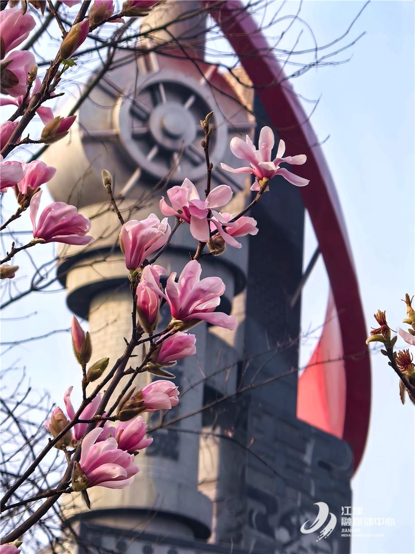 江津双拥广场玉兰花开 一城温柔与春光相拥