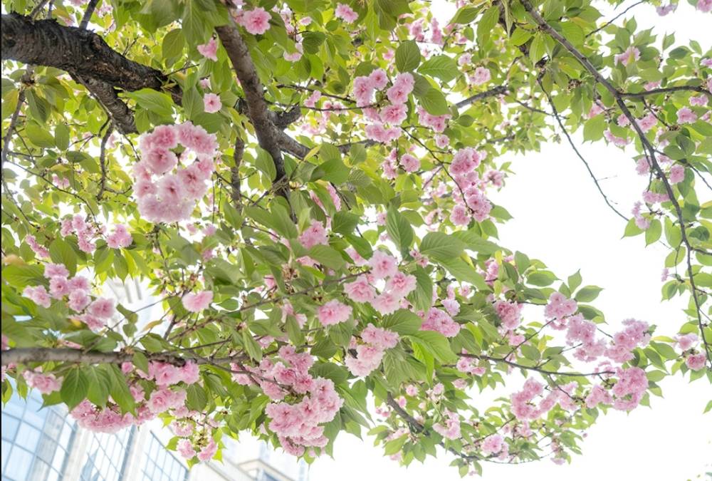 江津城区樱花怒放 打卡拍照正当时